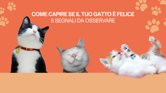 Come capire se il tuo gatto è felice: 8 segnali da osservare