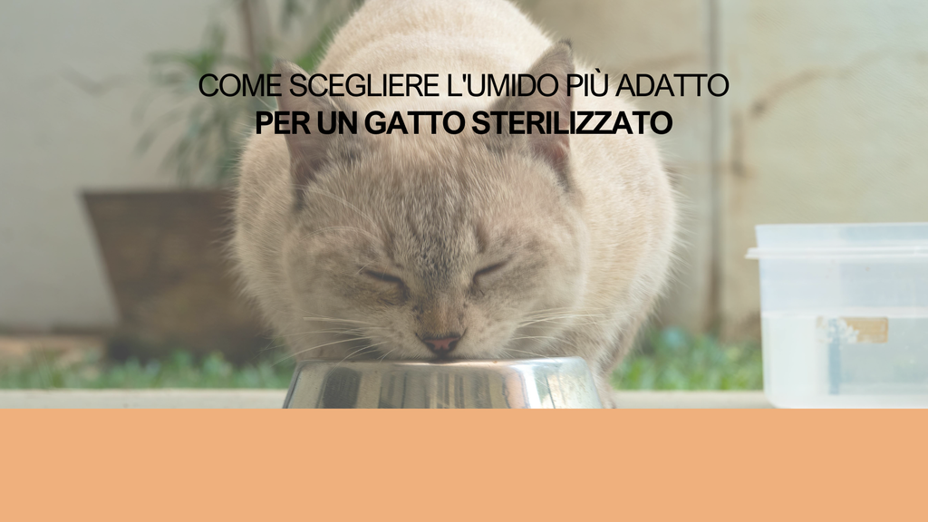 Come scegliere l'umido più adatto per un gatto sterilizzato