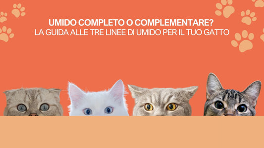Umido completo o complementare? La guida alle tre linee di umido per il tuo gatto