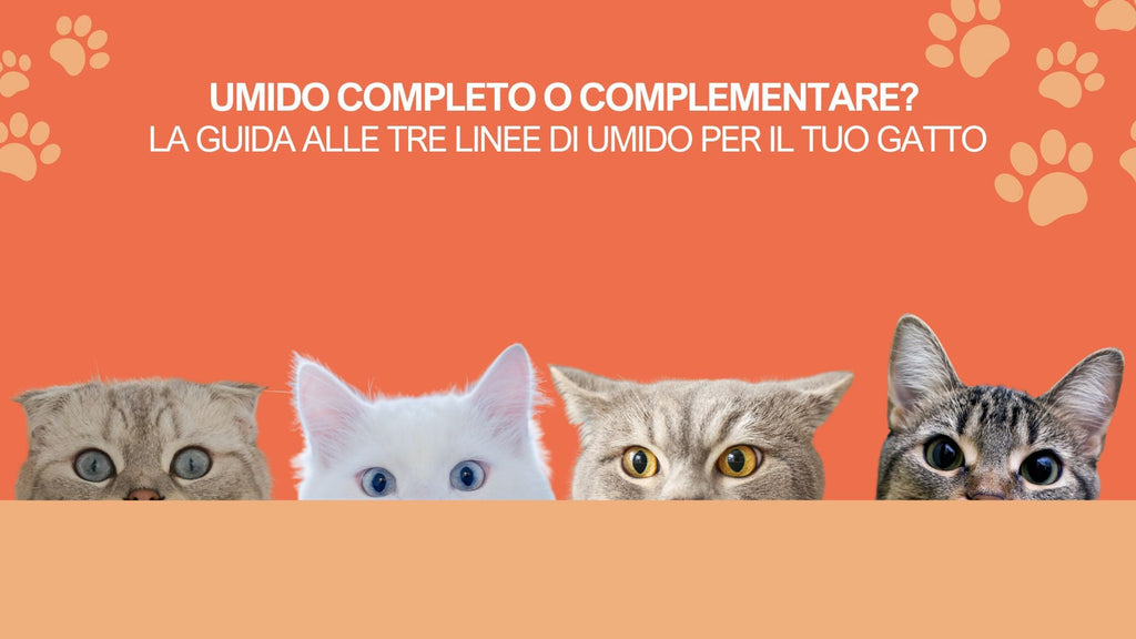 Umido completo o complementare? La guida alle tre linee di umido per il tuo gatto