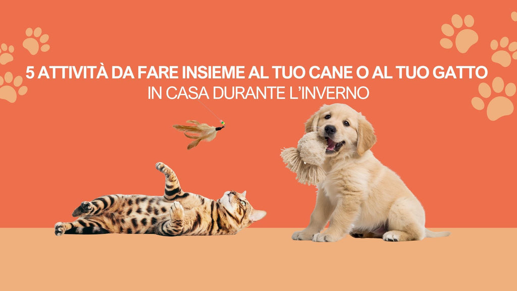 5 attività da fare insieme al tuo cane o al tuo gatto in casa durante l’inverno
