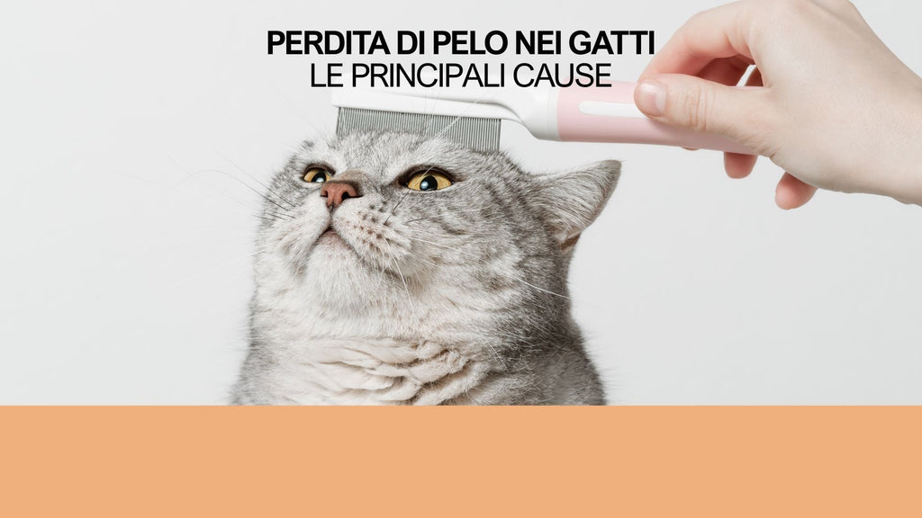 Perdita di pelo nei gatti: le principali cause