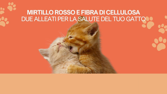 Mirtillo rosso e fibra di cellulosa: alleati per il tuo gatto