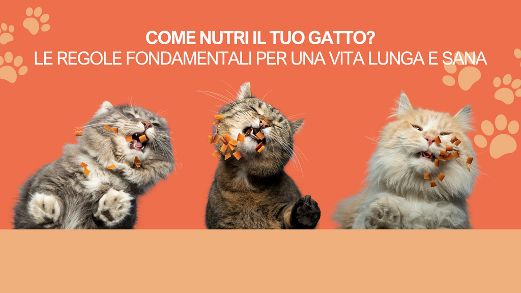 Come nutri il tuo gatto? Le regole fondamentali per una vita sana
