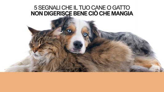 5 segnali che il tuo cane o gatto non digerisce bene ciò che mangia