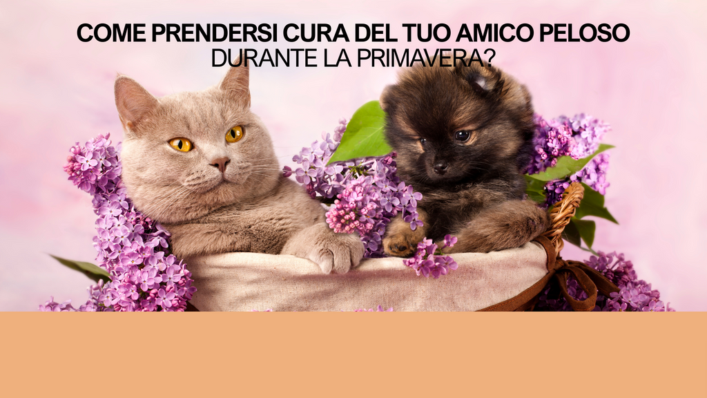 Come prendersi cura del tuo amico peloso durante la primavera?
