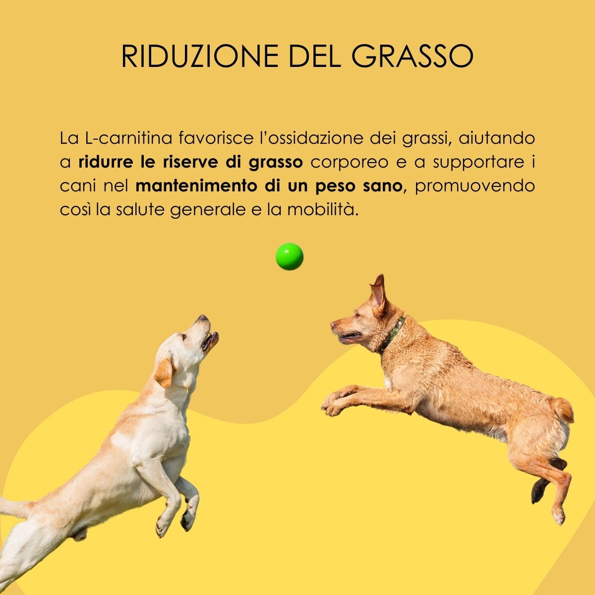 VetCare crocchette cane - Dieta ipoallergenica "Vita Sana"