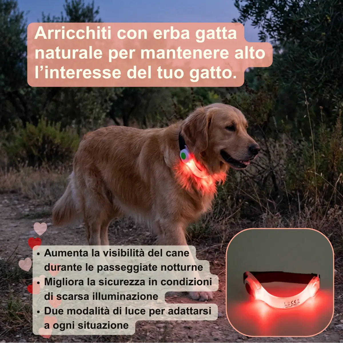 Box S. Valentino Cane - Limited edition