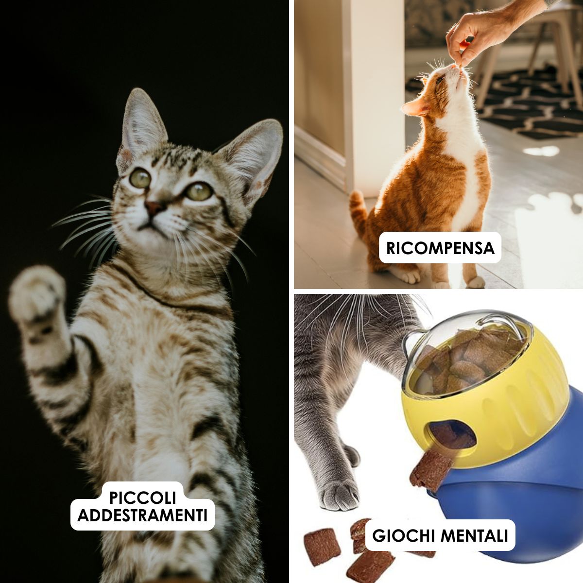 Premio per gatti Delizia con 80% Carni Bianche Grain Free