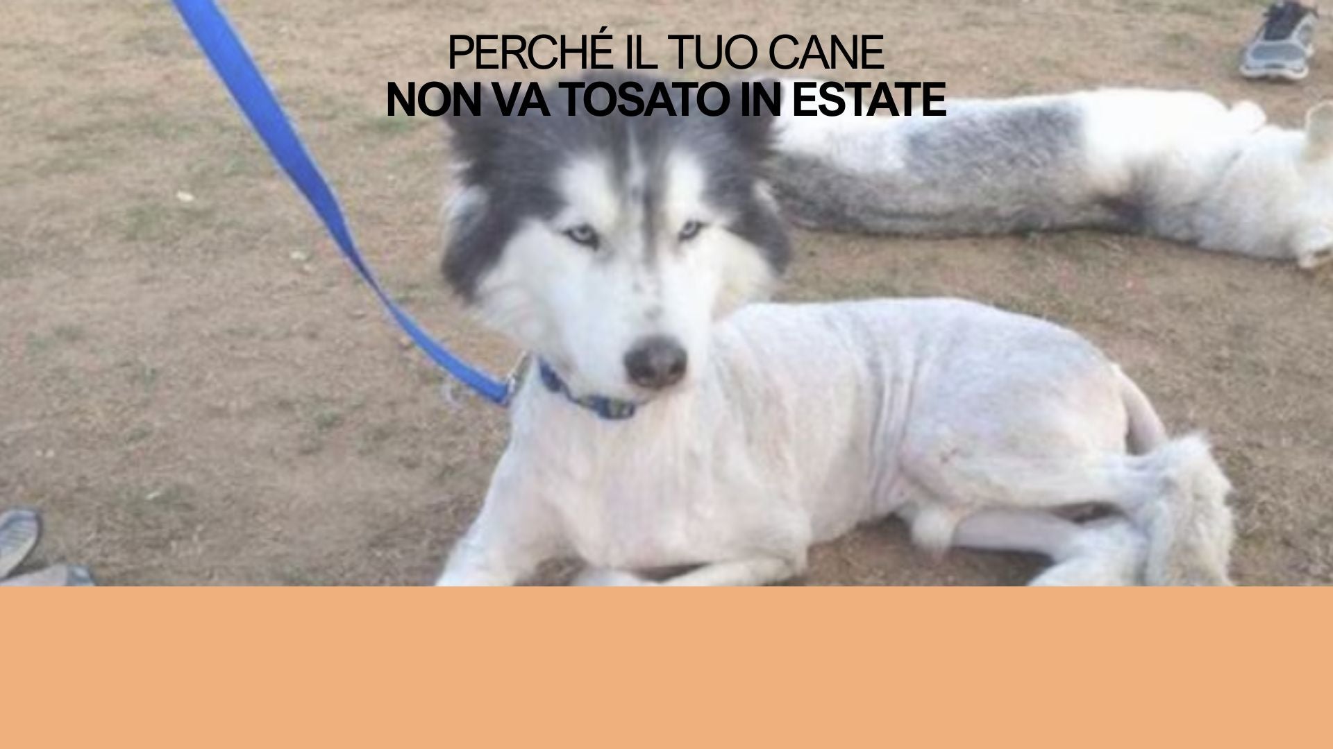 10 cibi vietati per il tuo gatto