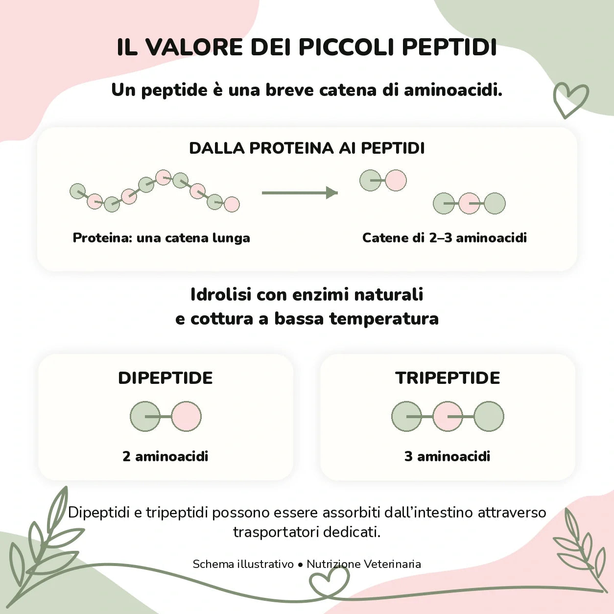 Nutrizione Veterinaria gatto – Ipoallergenico Vita Sana: piccoli peptidi