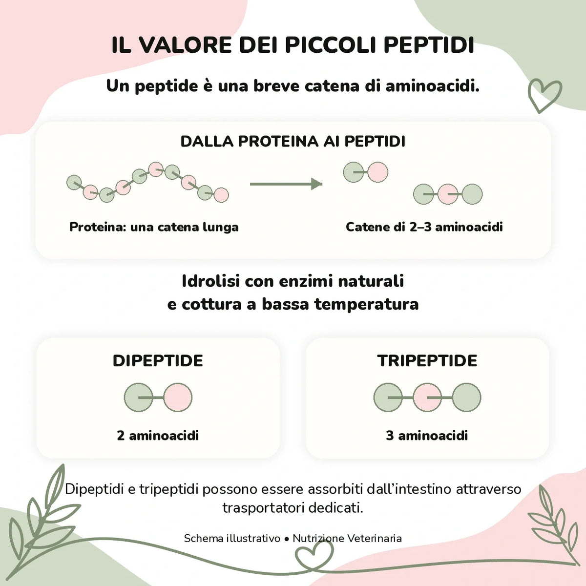 Nutrizione Veterinaria gatto – Controllo del peso: piccoli peptidi